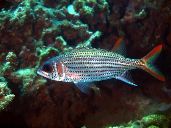 Pesce corallo, Vietnam — Foto Stock