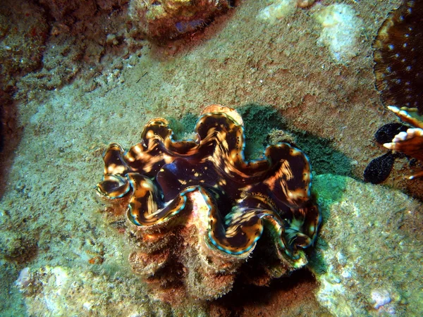 Моллюски Южно-Китайского моря — стоковое фото