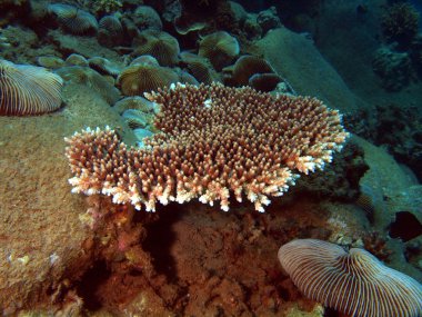 taş mercan, vietnam