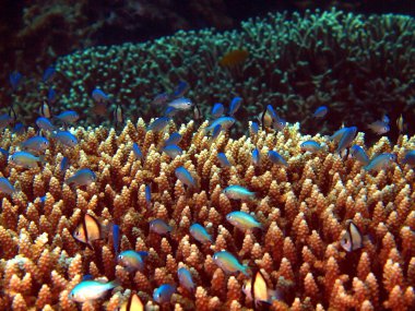 mercan balık, vietnam