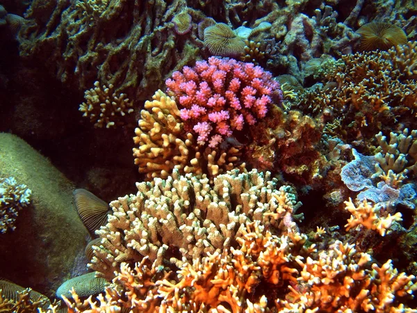 石珊瑚越南 — 图库照片