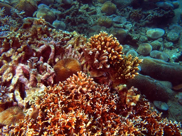 Stone coral, Vietnam — Stock Photo, Image