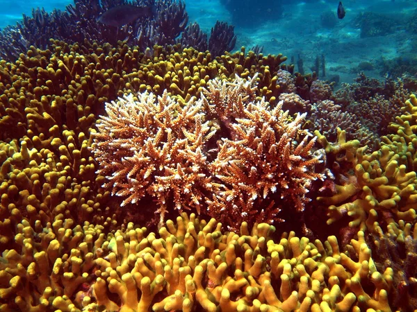 Corail de pierre, Vietnam — Photo