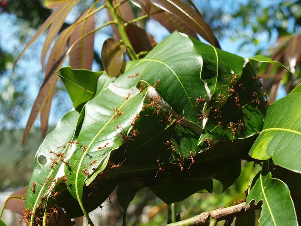 Ants build a jack on a tree, Vietnam — Stock Photo, Image