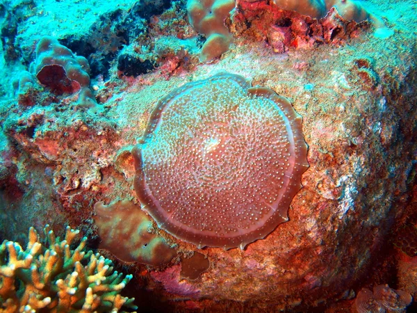 Coral mole, Vietname — Fotografia de Stock