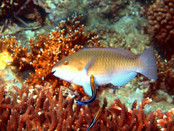 Coral fish, Vietname — Fotografia de Stock