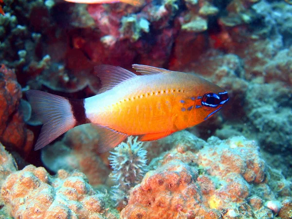 Korall fisk, vietnam — Stockfoto