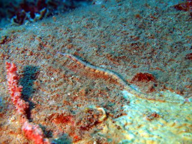 Balık-iğne, vietnam