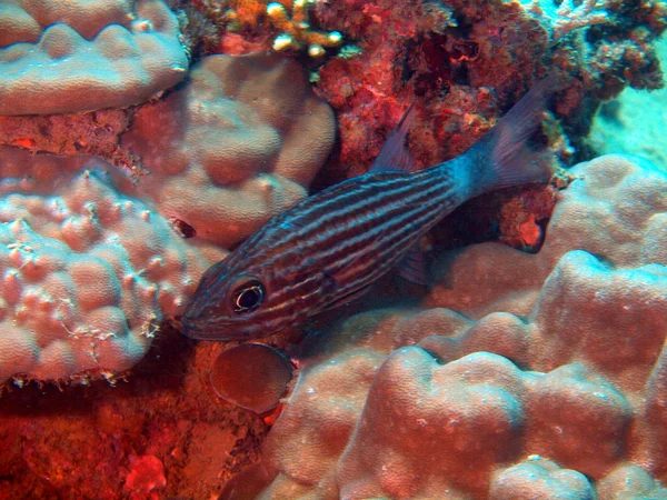 Peces coralinos, vietnam — Foto de Stock