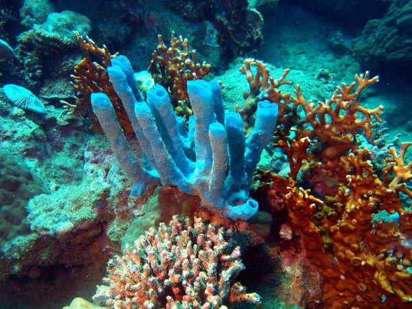 Sea sponges, Vietnam — Stock Photo, Image