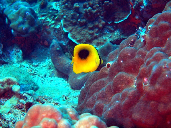 Pesce corallo, Vietnam — Foto Stock