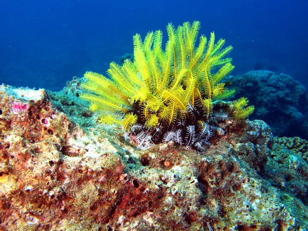 Sea lily, Vietnam — Stock fotografie