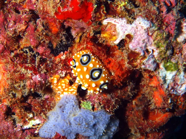 Limaces marines de la mer de Chine méridionale — Photo