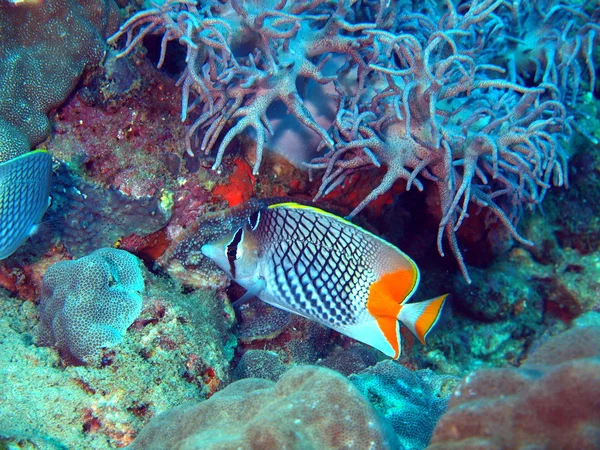 Korallenfische, Vietnam — Stockfoto