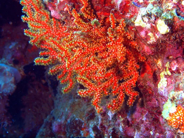 Gorgone coral, Vietname — Fotografia de Stock