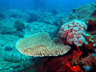 taş mercan, vietnam