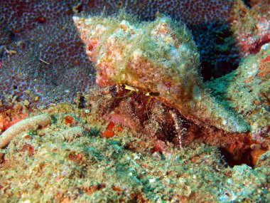 Kanser-eremite, vietnam