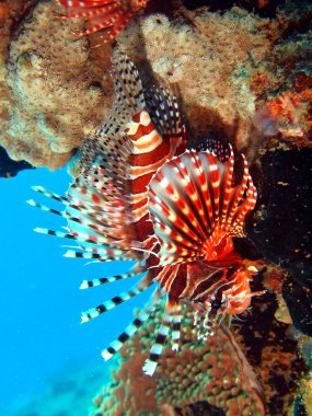 Scorpionfish, Vietnam