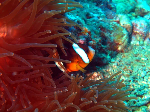 Fisk-clown, vietnam — Stockfoto