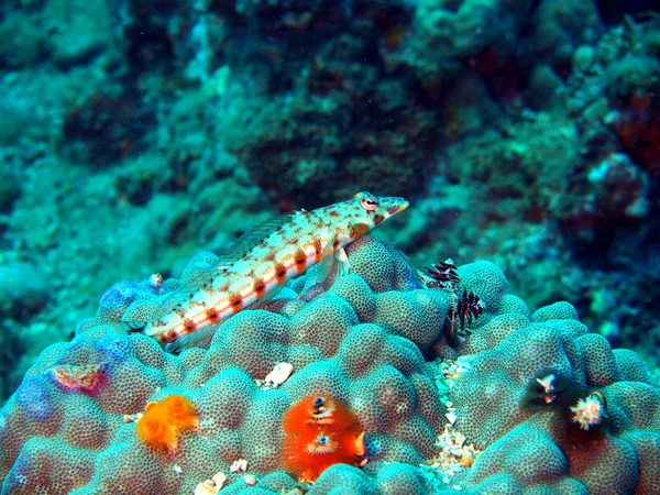 Coral fish, Vietname — Fotografia de Stock