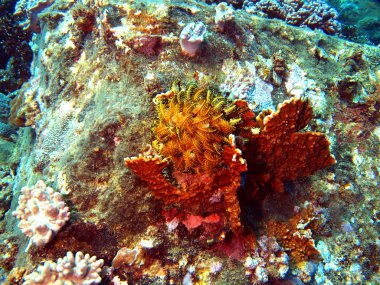 taş mercan, vietnam