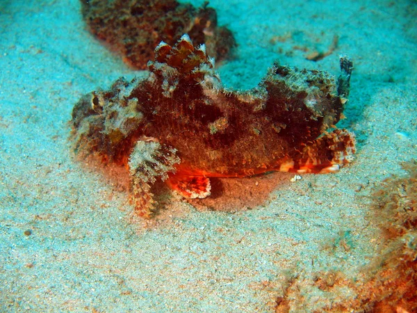 Scorpionfish, Vietnam — Stok fotoğraf