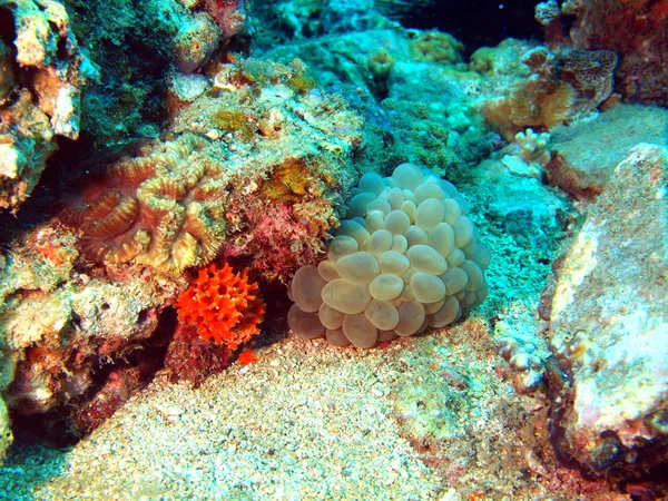 Coral blando, Vietnam — Foto de Stock