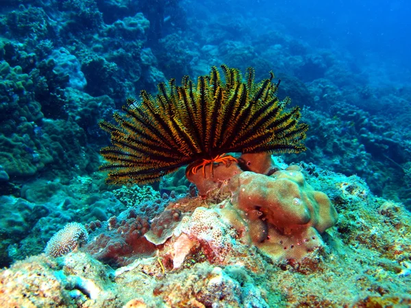 Giglio di mare, Vietnam — Foto Stock