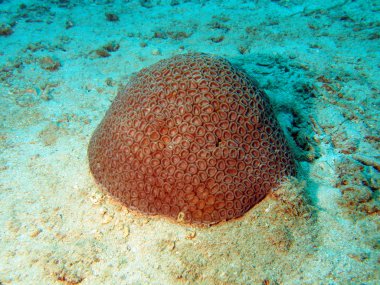 taş mercan, vietnam