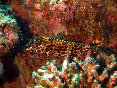 küçük istavrit, vietnam