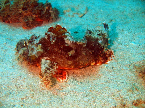 Scorpionfish, Vietnam — Stockfoto