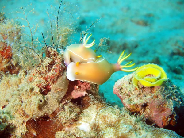 Two sea slugs behind work , Vietnam — Stock Photo, Image