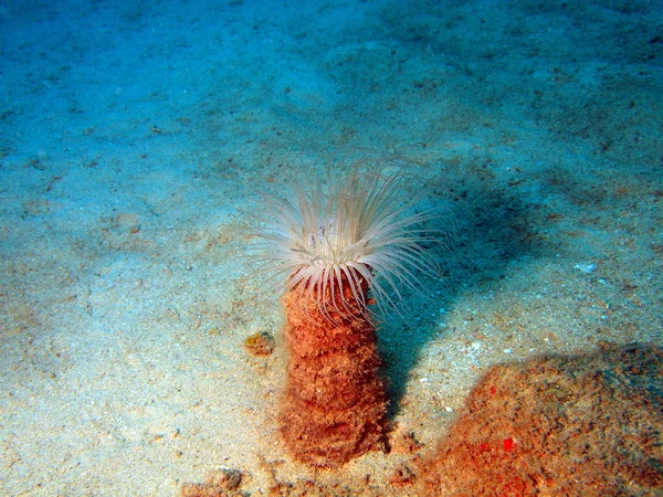 Corail mou, Vietnam — Photo