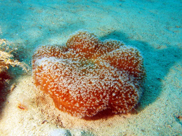 Měkké korály, vietnam — Stock fotografie