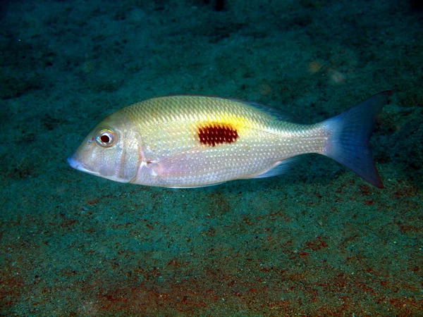 Korallenfische, Vietnam — Stockfoto