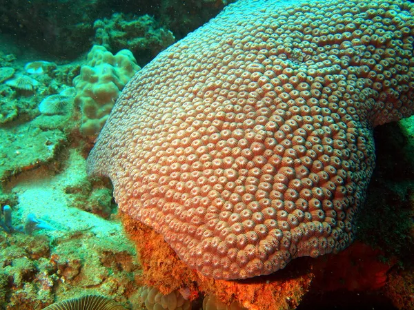Sten korall, vietnam — Stockfoto