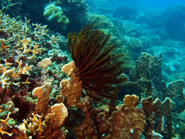 Havet lily, vietnam — Stockfoto