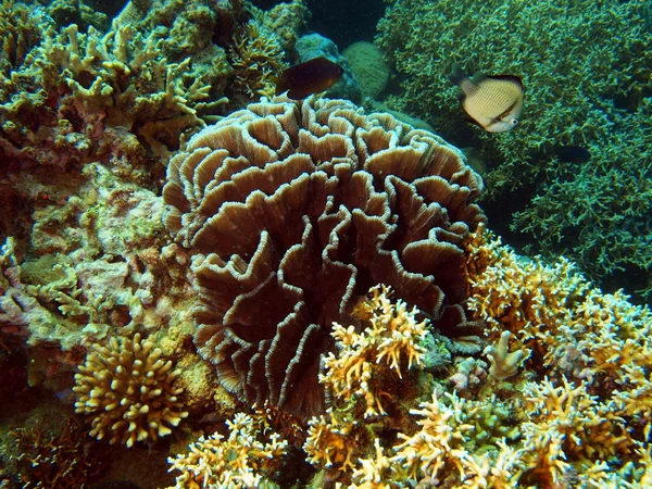 Piedra coral, Vietnam — Foto de Stock