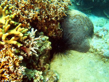 taş mercan, vietnam