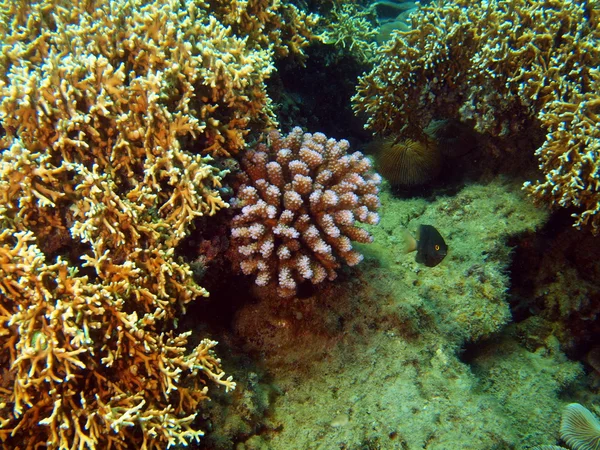 Sten korall, vietnam — Stockfoto