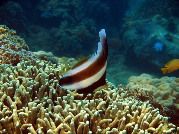 Coral fish, Vietnam — Stock Photo, Image