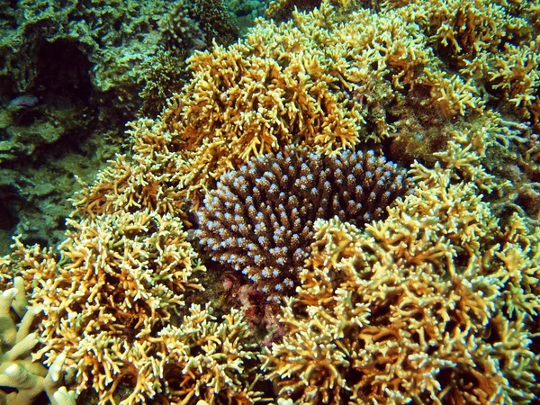 Coral de pedra, Vietname — Fotografia de Stock