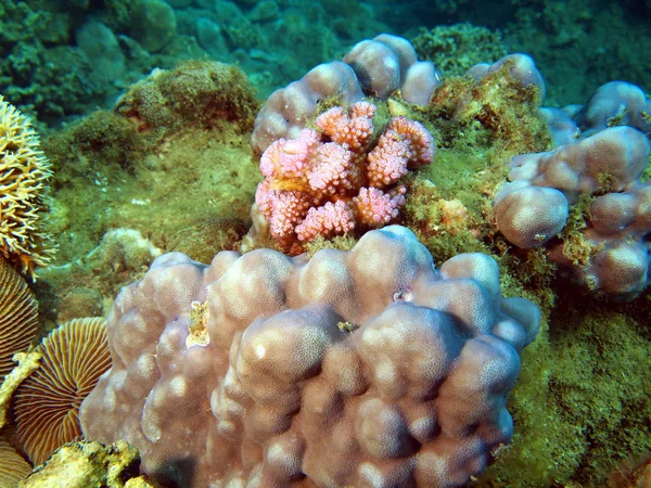 Coral de pedra, Vietname — Fotografia de Stock