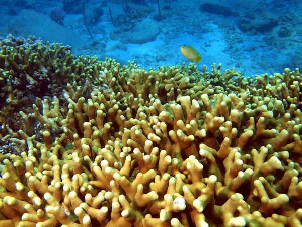 Piedra coral, Vietnam —  Fotos de Stock