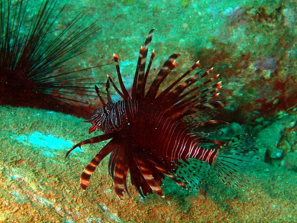 Scorpionfish, Vietnam — Stok fotoğraf