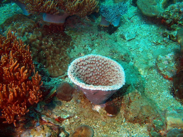 Corallo di pietra, Vietnam — Foto Stock