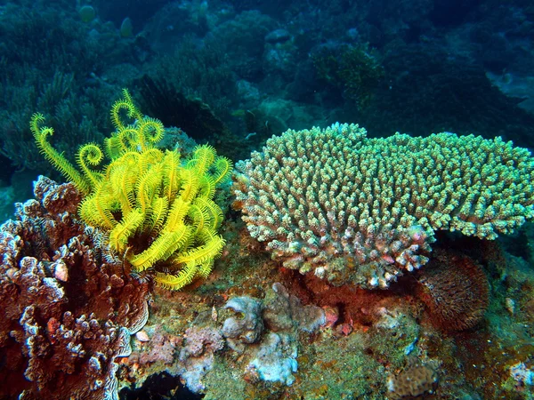 Taş mercan, vietnam — Stok fotoğraf