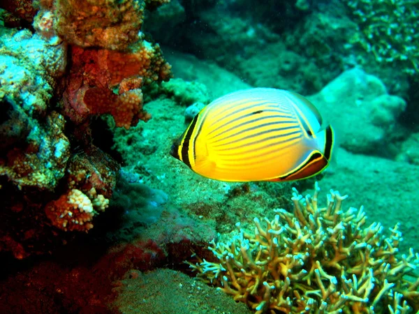 Pesce corallo, Vietnam — Foto Stock