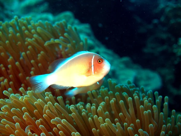 Fisk-clown, vietnam — Stockfoto