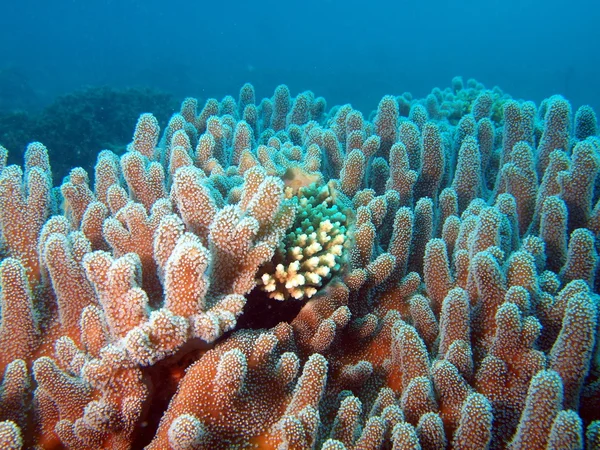 Yumuşak mercan, vietnam — Stok fotoğraf